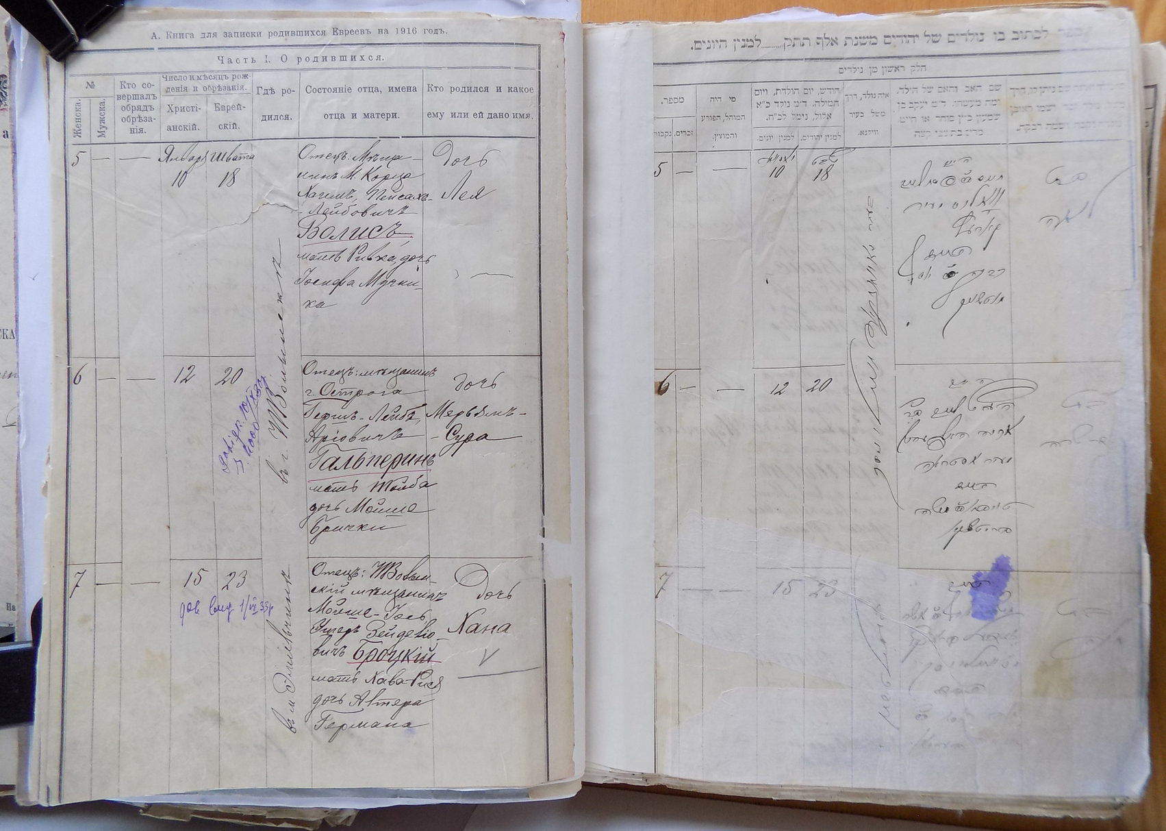 Метрическая запись о рождении Ханы Бродской, 1916 год